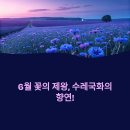 천년광장 조형분수 | 예산 아그로랜드 수레국화 만개 소식과 아그로랜드 태신목장