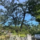 관음사의 왕벚나무자생지 이미지