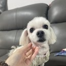 주인아 미용하고가 네이버블로그