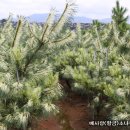 황금 소나무 이미지