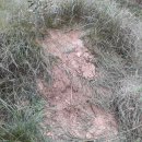 장수약품 이미지