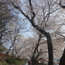 화개면사무소 | 하동 벚꽃 실시간 화개장터 벚꽃축제 하동 벚꽃 개화상황