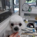 마주봄 애견미용실 이미지