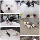 동이몽이 이미지