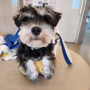 웨스턴 동물의료센터 이미지