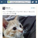 귀인 이미지
