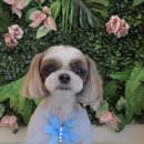 그루밍140 이미지