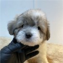 청주 강아지 분양 리몽드 퍼피 켄넬 이미지