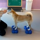 놀러왔댕 이미지