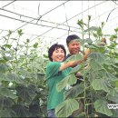 김진오농장 Daum카페