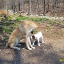 아기염소 이미지