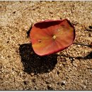 서오지리연꽃마을 이미지