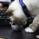달빛한잔 이미지