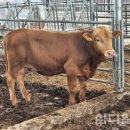 제주축산 이미지