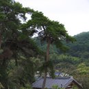 입석리농장 | [정읍] 하얀 눈밭같은 무료메밀꽃밭 _ 두승산 청정메밀꽃밭