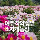 작약농장 | 여주 소지개농장 작약꽃밭｜5월 꽃구경 장소