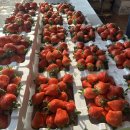 이철우농장 이미지