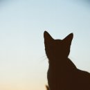 멋진 고양이 이미지