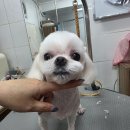 건강생활시지경산 | 경산애견미용 시지애견미용 말티즈알머리미용