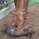 반갑소 농장 이미지