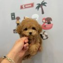 엘린퍼피 이미지