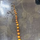 대장군농장 이미지