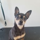 왓츠그루멍 다산 애견미용실 이미지