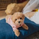 유케어종합동물병원 이미지