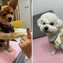 올블링 펫 부티끄 애견용품 이미지