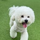 댕댕 하우스 | 광주애견호텔 마마스미독펜트하우스 광주애견유치원&amp;애견호텔 본점 진짜 5성급 댕댕호텔 다녀온 후기