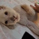 보문7