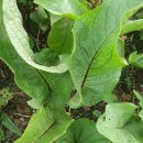 금강초등학교 이미지