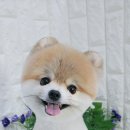 아라펫살롱 이미지