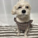 블클레르 이미지