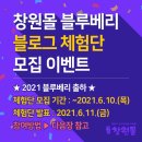 내서읍248 | 창원몰 체험단 선정 (감천골 명품 블루베리 후기)