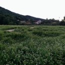 평창메밀 이미지