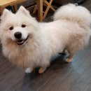 더 뷰티 독 이미지