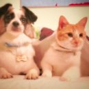 강아지와 고양이 이미지