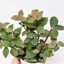 페페로미아 이미지