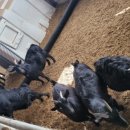 찬이농장 이미지