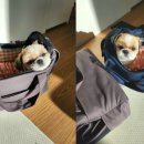 펫클라우드 이미지