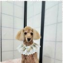 오늘도, 예쁘개 이미지