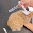 고메이 퍼피 | 고양시 강아지 분양 : [5월의 퍼피코 일기] 오늘도 예쁨 초과! 새로운 가족을 기다리는 댕댕이 케어 현장 🐾