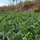 영광식육식당 이미지