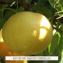 카피나라 이미지