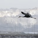 철새보는집 이미지