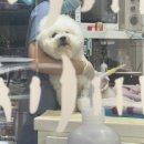 미소동물치과병원 | 내돈내산 천안 닥터스 동물 치과전문병원 스케일링,발치 후기