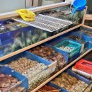 KBS만남의광장 | 진주빛조개구이 대천 해수욕장 조개구이 가성비 맛집 이용후기