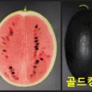 수박 이미지