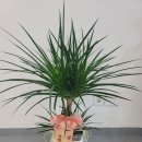 해바라기 손세차 이미지